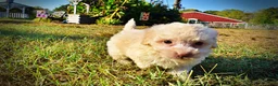 Havapoo dogs for sale: Leo-Sale!!! - Ad 7