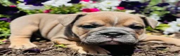 English Bulldog dogs for sale: Solo  - Ad 7