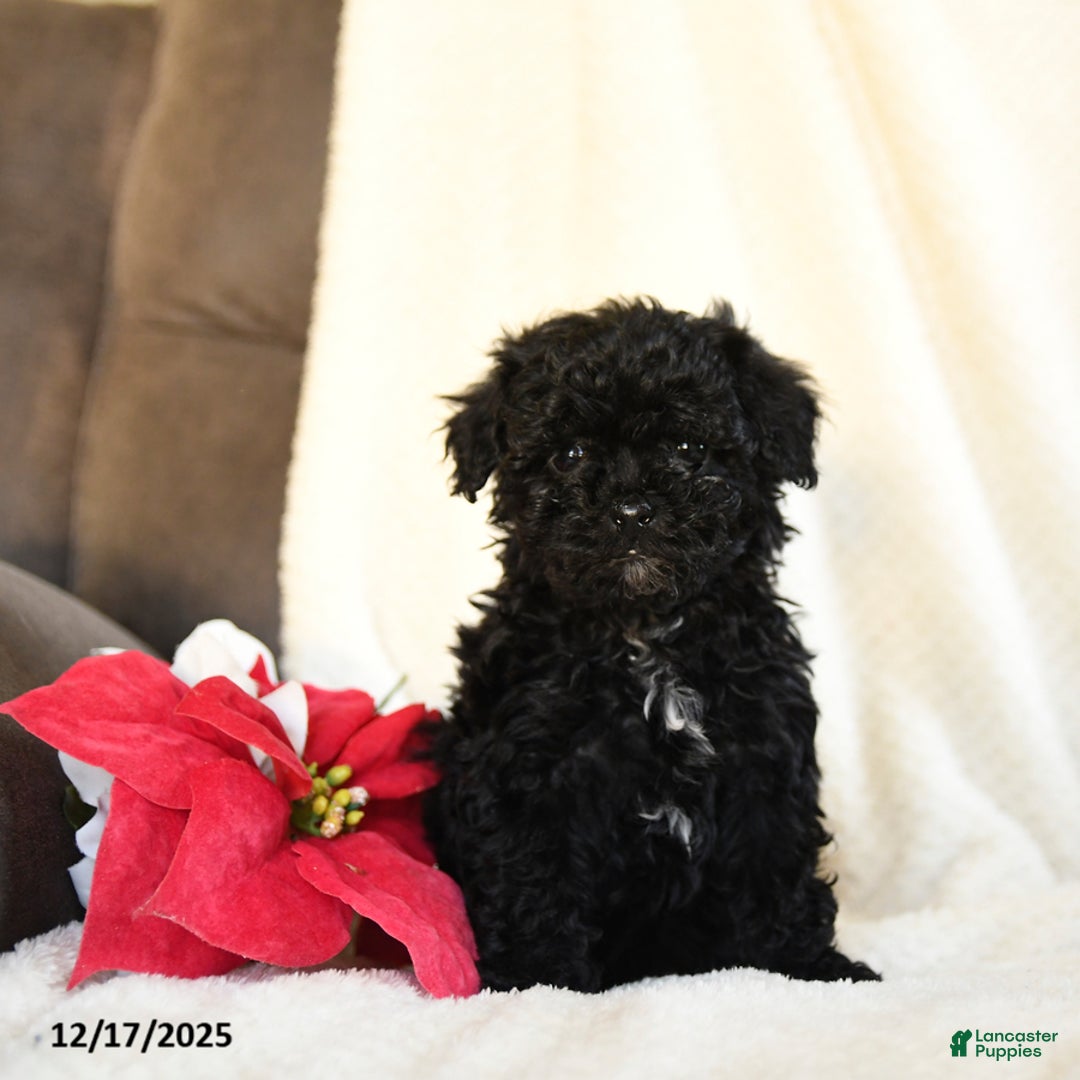 Teddy Bear dogs for sale: Candy Cane - Ad 5