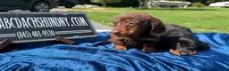 Miniature Dachshund dogs for sale: Miniature Dachshund 2 - Ad 3