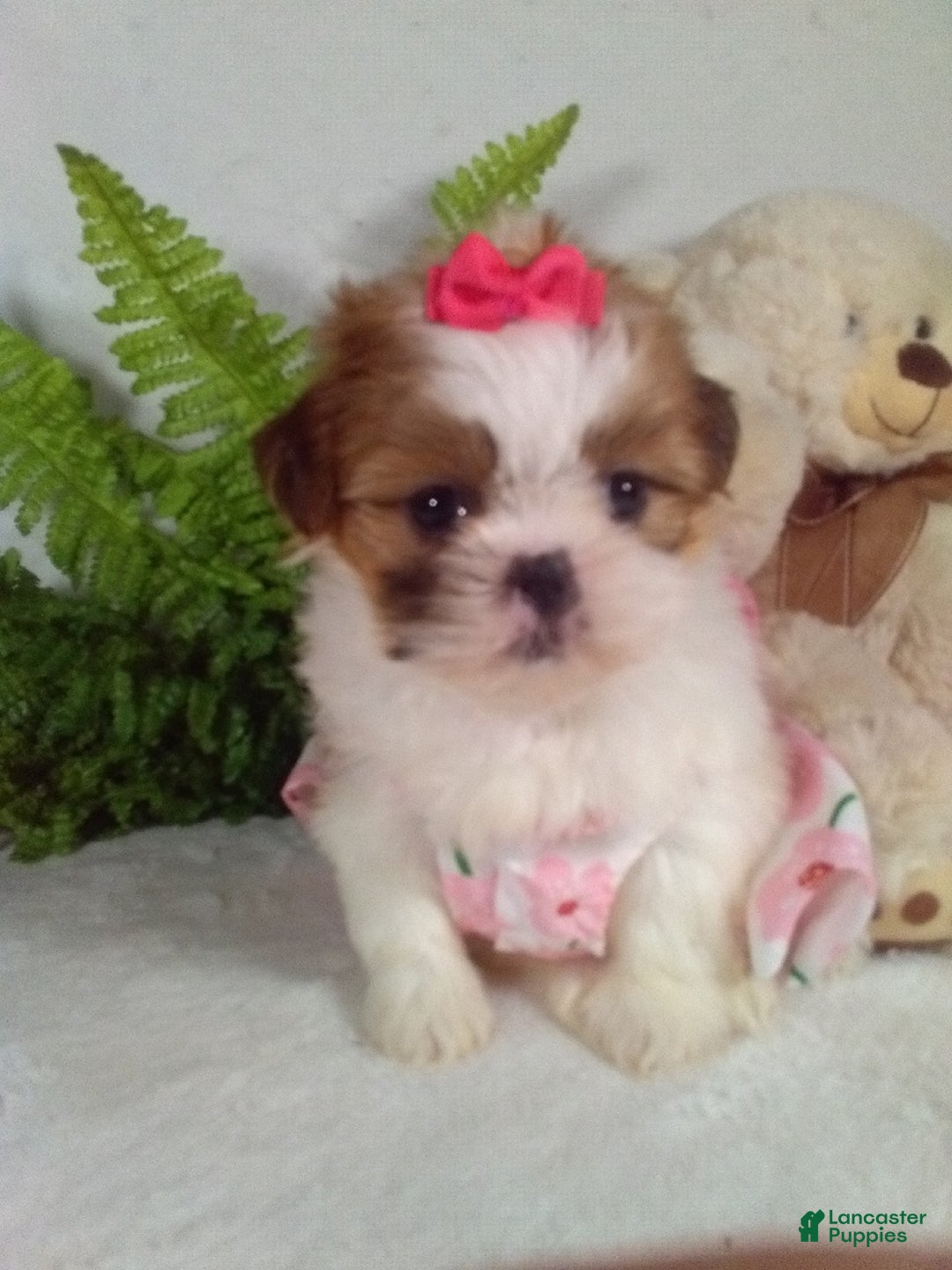 Shih Tzu dogs for sale: Cookie - Ad 1