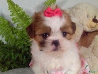 Shih Tzu dogs Cookie - Ad 42