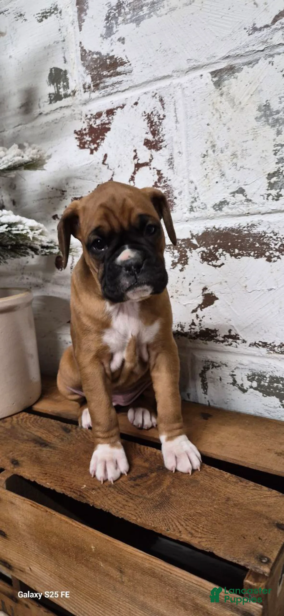 Boxer dogs for sale: JADE - Ad 4