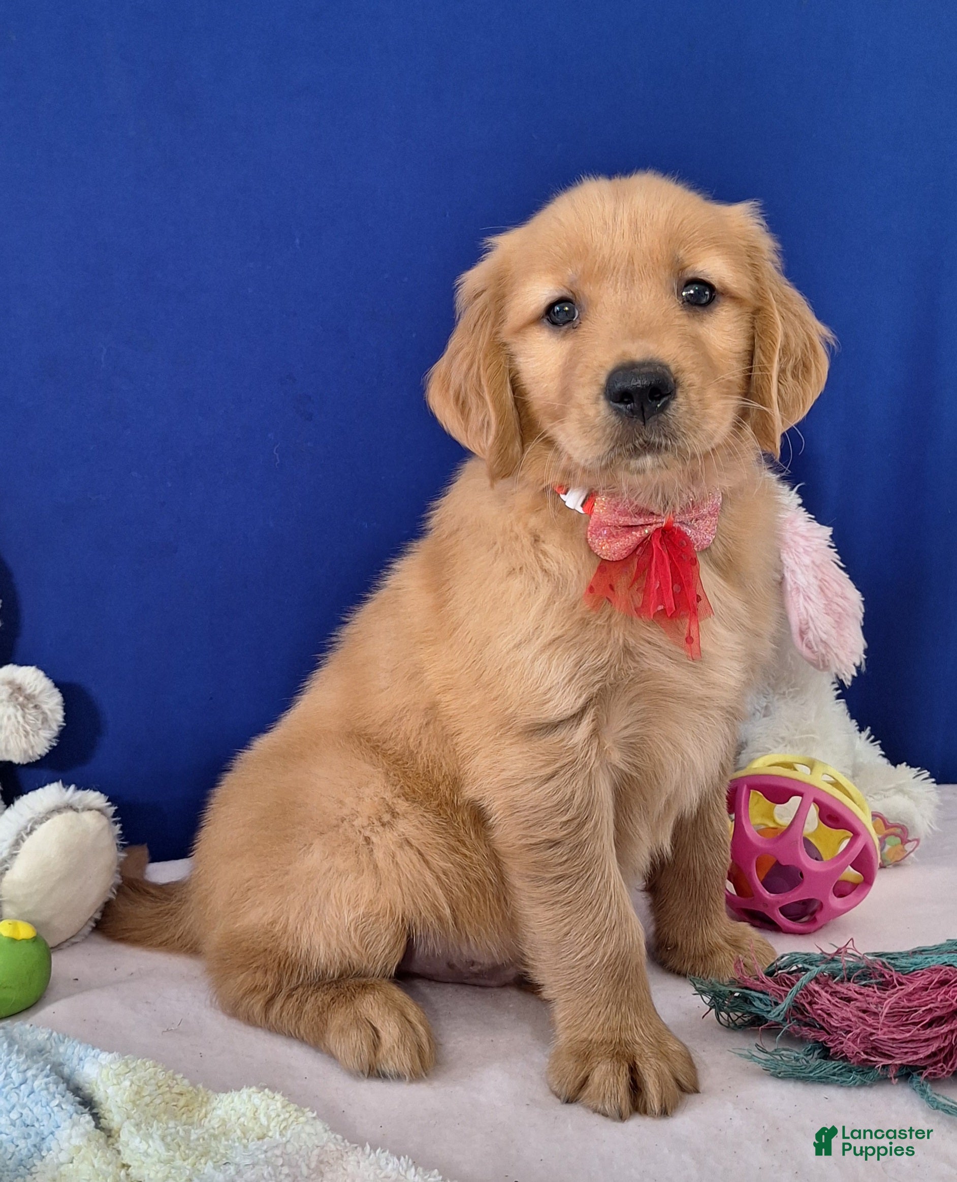 Golden Retriever dogs Austin - Ad 1