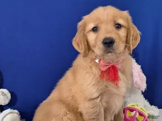 Golden Retriever dogs for sale: Austin - Ad 3