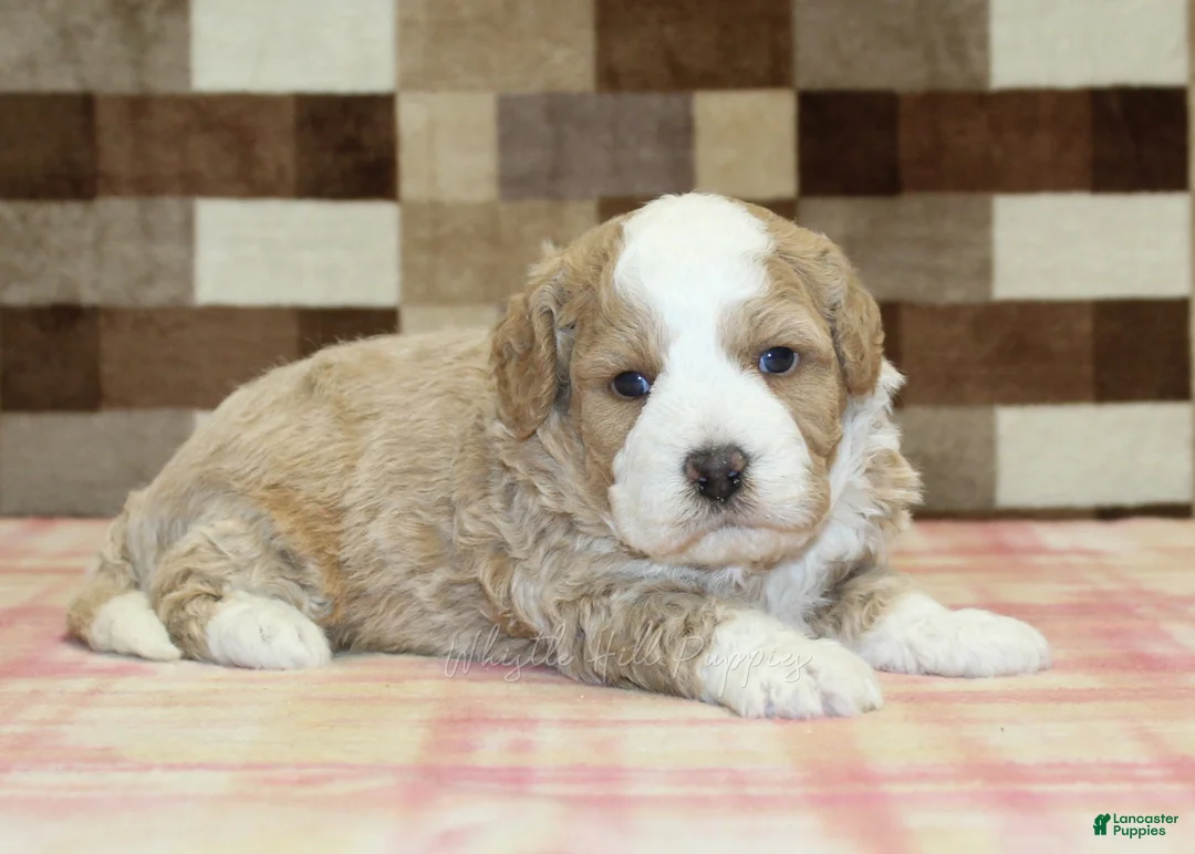 Mini Bernedoodle dogs for sale: Rocky - Ad 1