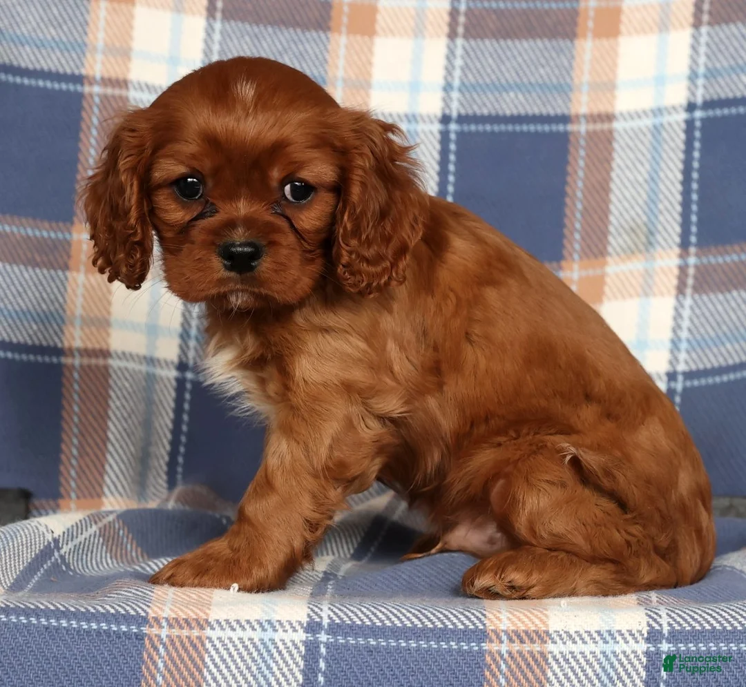 Cavalier King Charles Spaniel dogs for sale: Chief - Ad 3