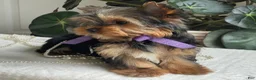 Yorkshire Terrier dogs for sale: Tucker - Ad 9
