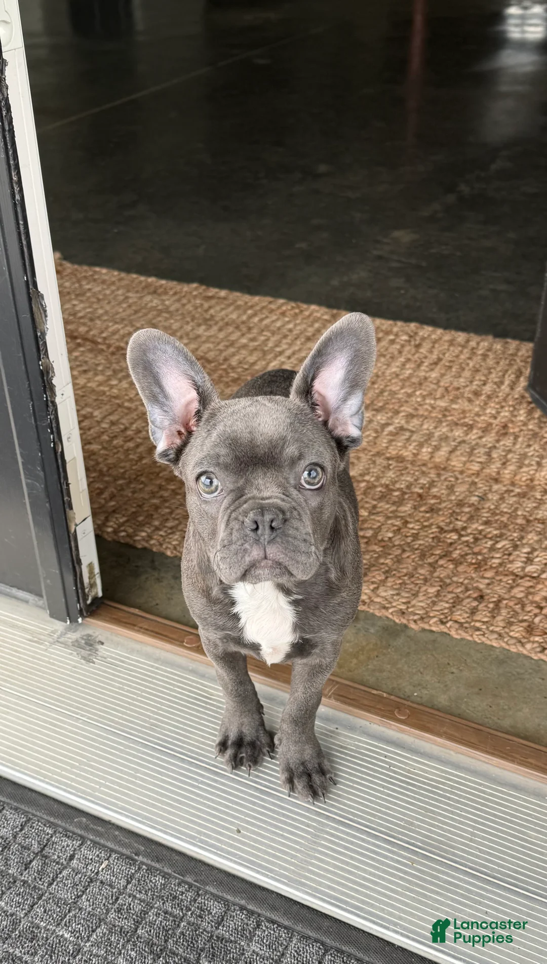 Frenchton dogs for sale: Frenchton Puppy 1 - Ad 2