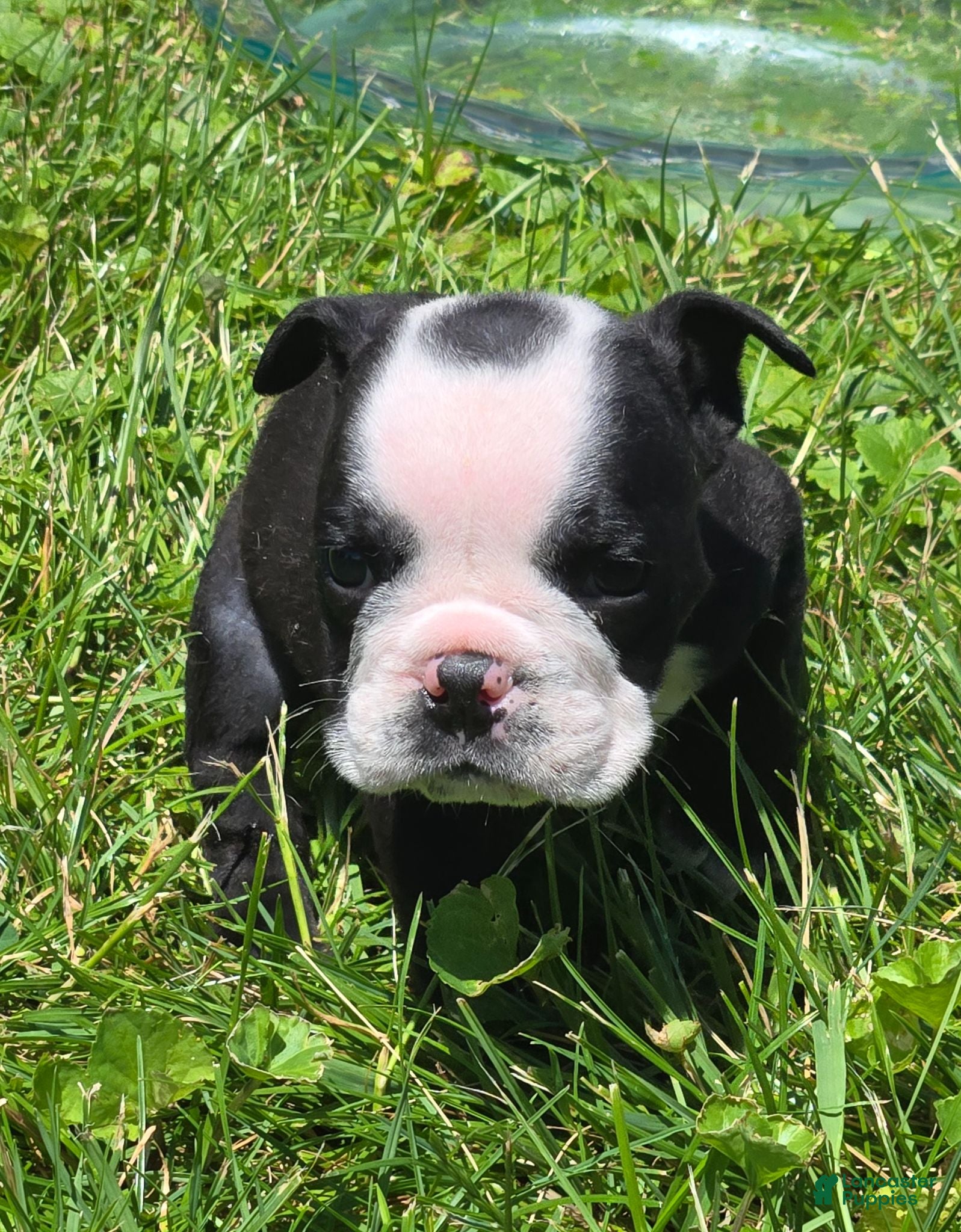 English Bulldog dogs Frank - Ad 2