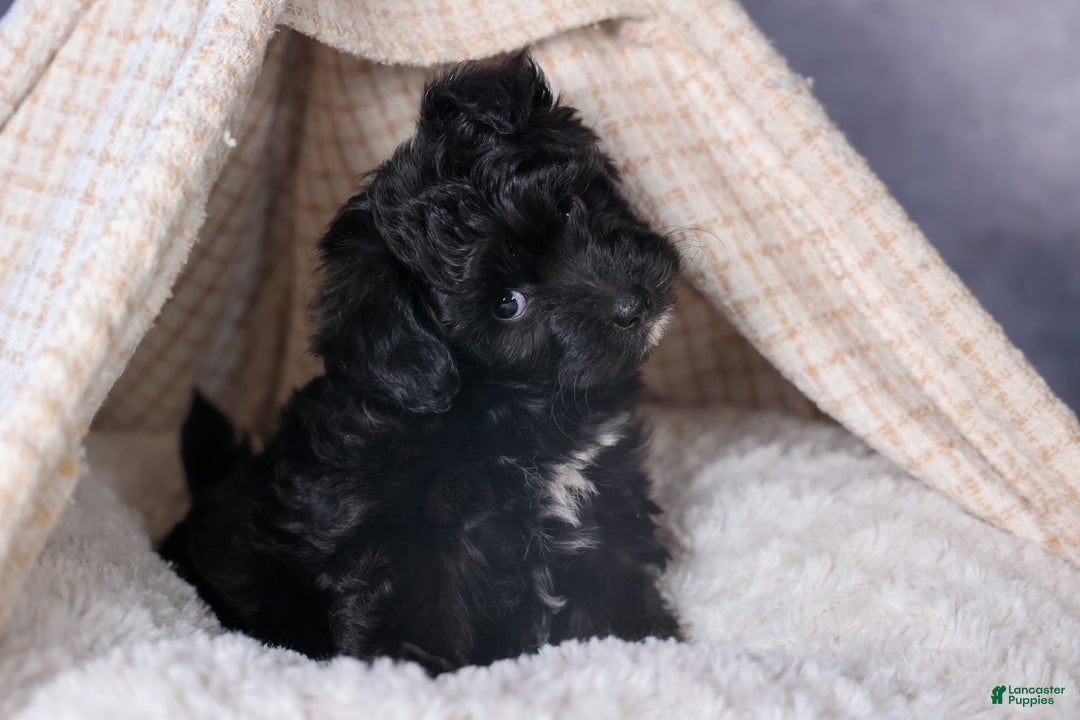 Mini Aussiedoodle dogs for sale: Kit Kat - Ad 33