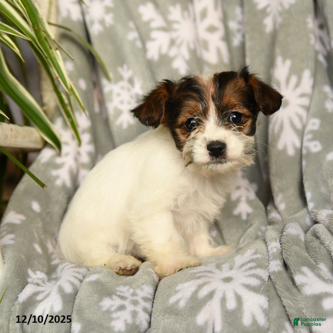 Mixed Breed dogs for sale: Mary Ann - Ad 2