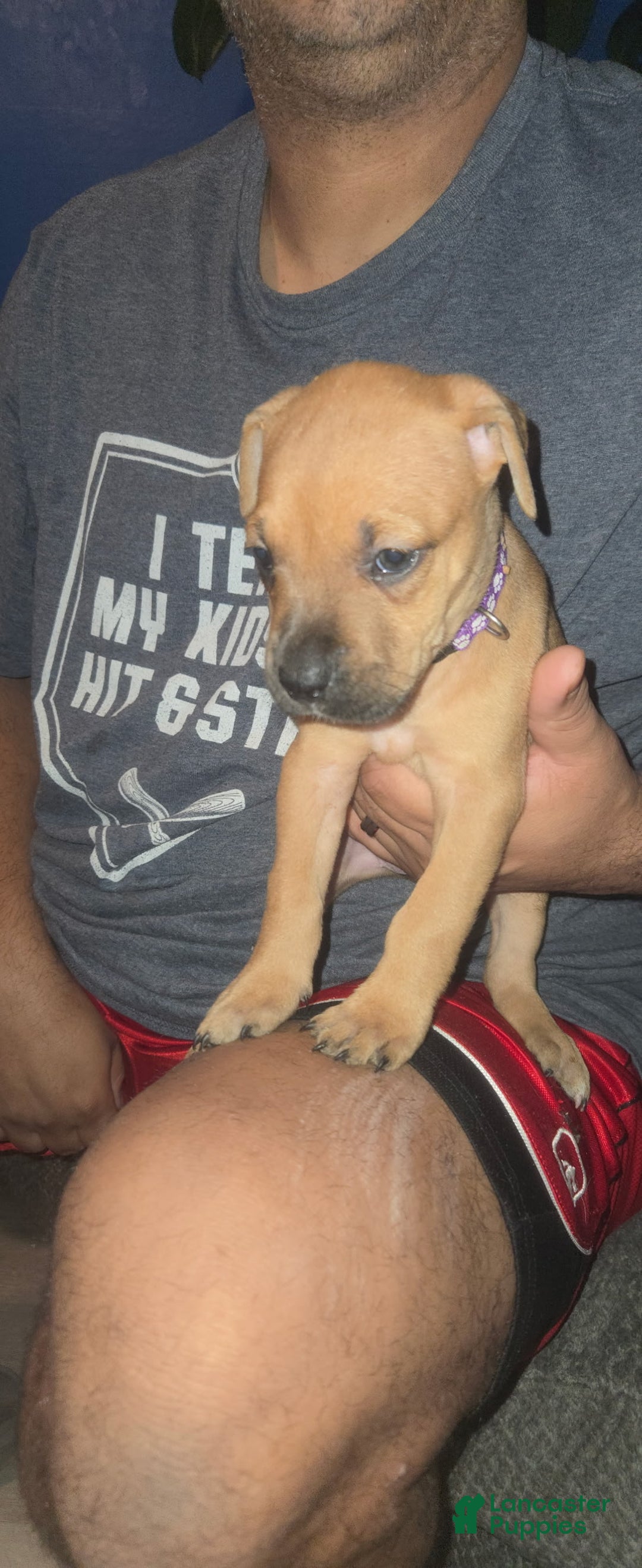 Cane Corso dogs for sale: Cane Corso Puppy 11 - Ad 1