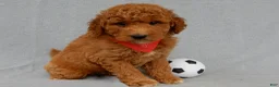 Mini Goldendoodle dogs for sale: Kenny - Ad 1