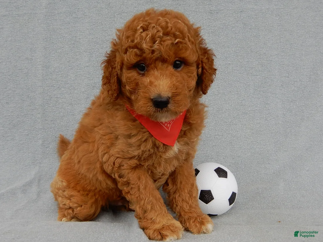 Mini Goldendoodle dogs for sale: Kenny - Ad 1