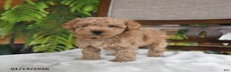 Maltipoo dogs for sale: Jinger - Ad 4