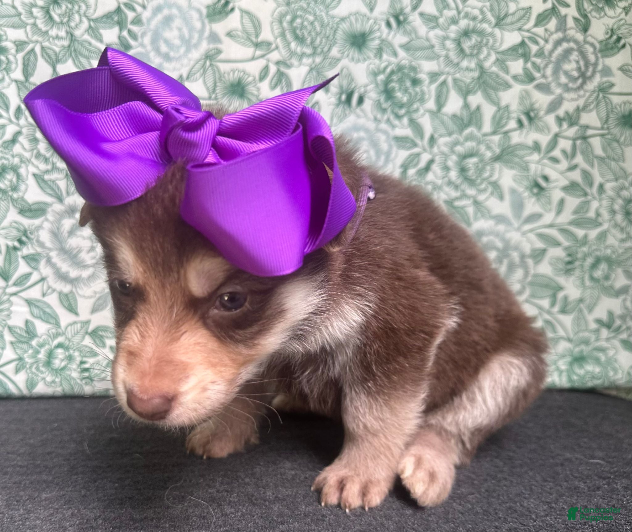 German Shepherd dogs Willow - Ad 2