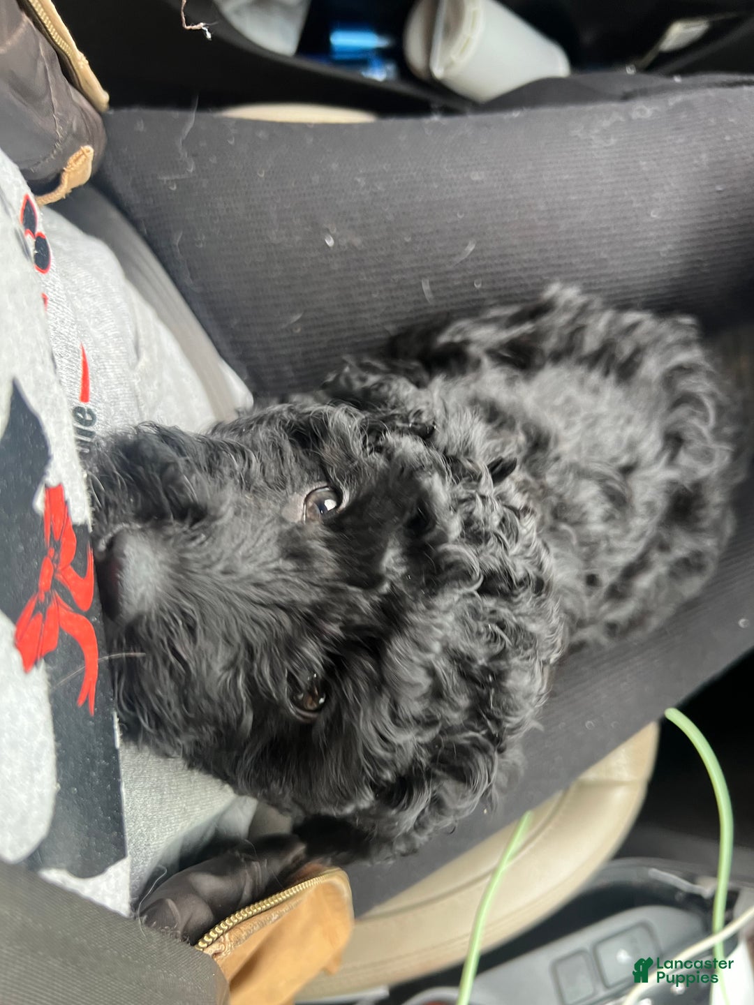 Yorkiepoo dogs for sale: Shaq - Ad 6