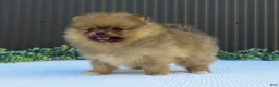Pomeranian dogs for sale: Peanut 🩵🐾 - Ad 6
