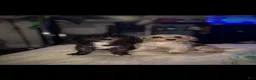 Mixed Breed dogs for sale: Promise - Ad 11