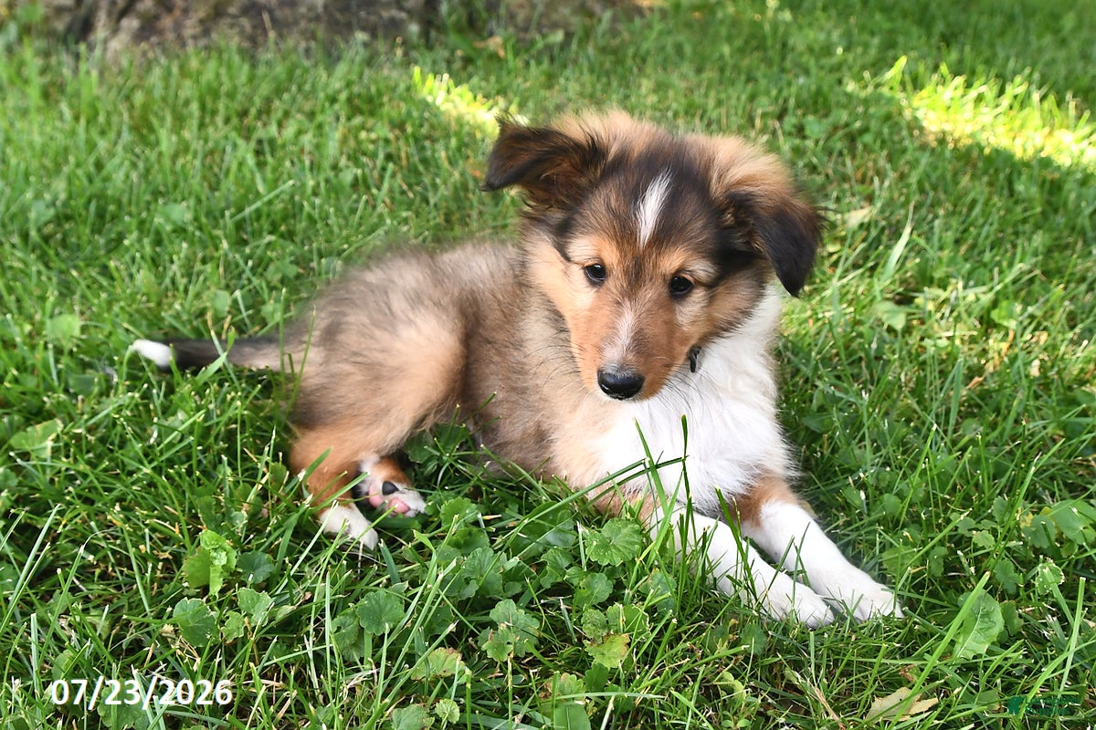 Shetland Sheepdog dogs Mickey - Ad 2