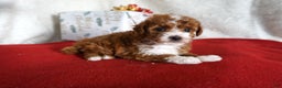 Toy Poodle dogs for sale: Fancy - Ad 4