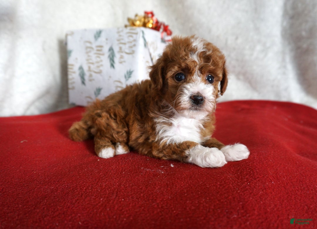 Toy Poodle dogs for sale: Fancy - Ad 4