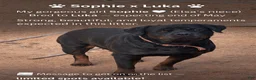 Rottweiler dogs for sale: Rottweiler Puppy 1 - Ad 11