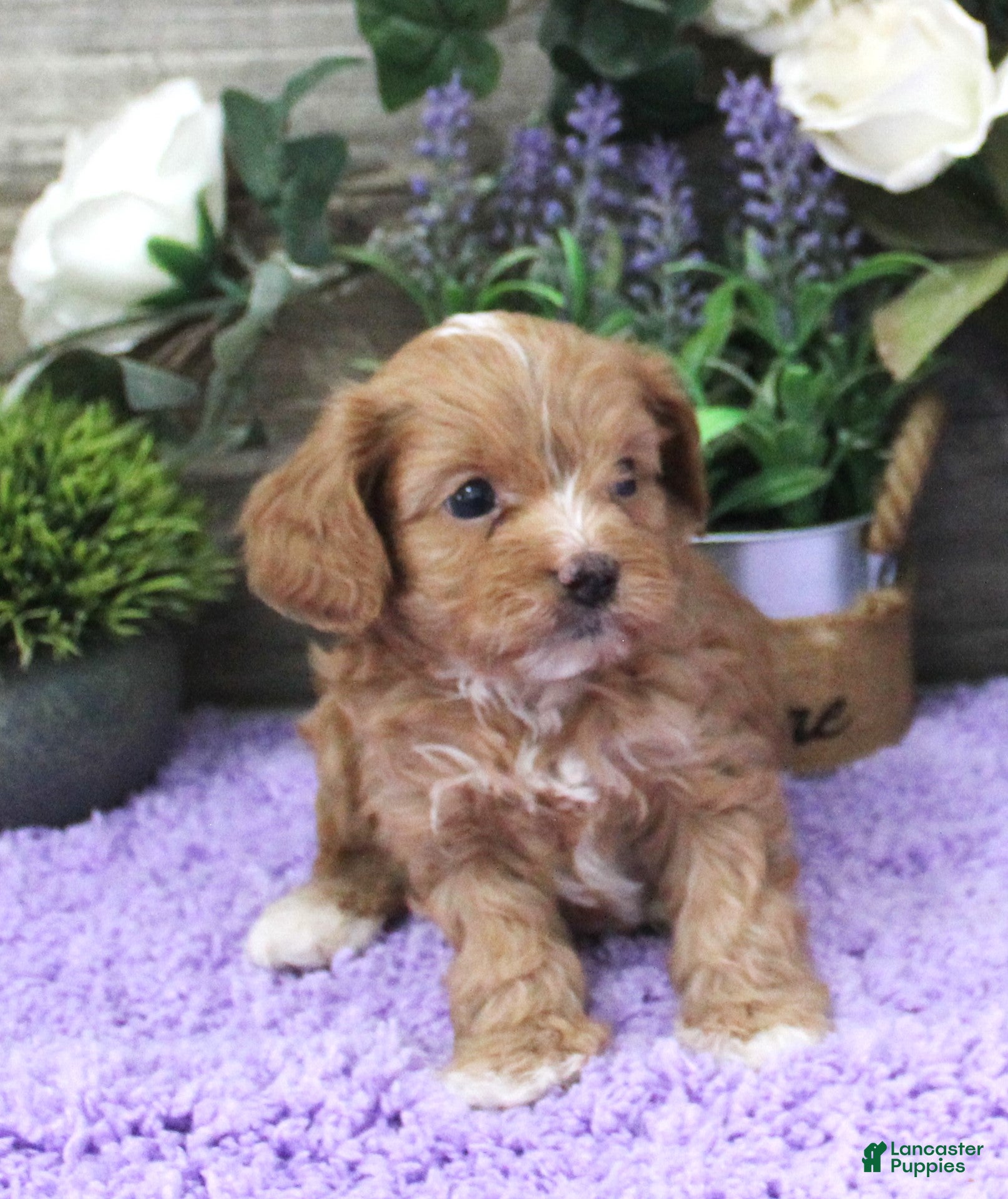 Cavapoo dogs Zoey's #5 Male - Ad 37