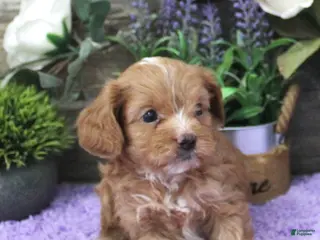 Cavapoo dogs Zoey's #5 Male - Ad 34