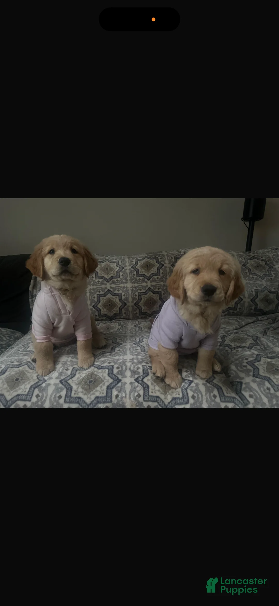 Golden Retriever dogs for sale: Golden Retriever Puppy “Ollie”  - Ad 6