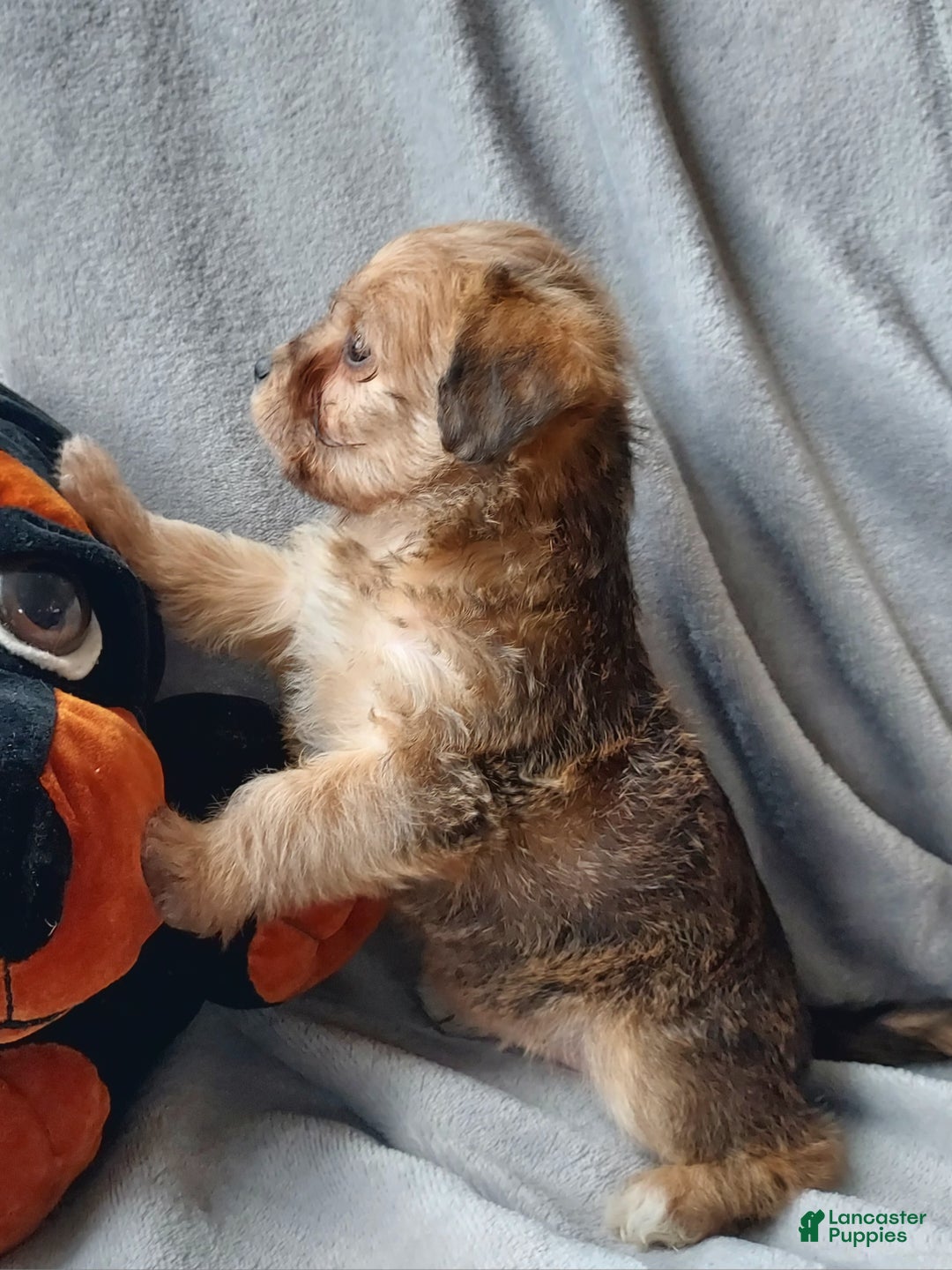 Jackapoo dogs for sale: Diesel - Ad 3