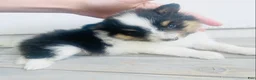 Shetland Sheepdog dogs for sale: Neesha - Ad 8