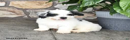 Mini Bernedoodle dogs for sale: Randy - Ad 5