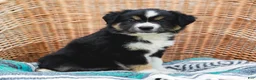 Miniature Australian Shepherd dogs for sale: Winnie - Ad 2