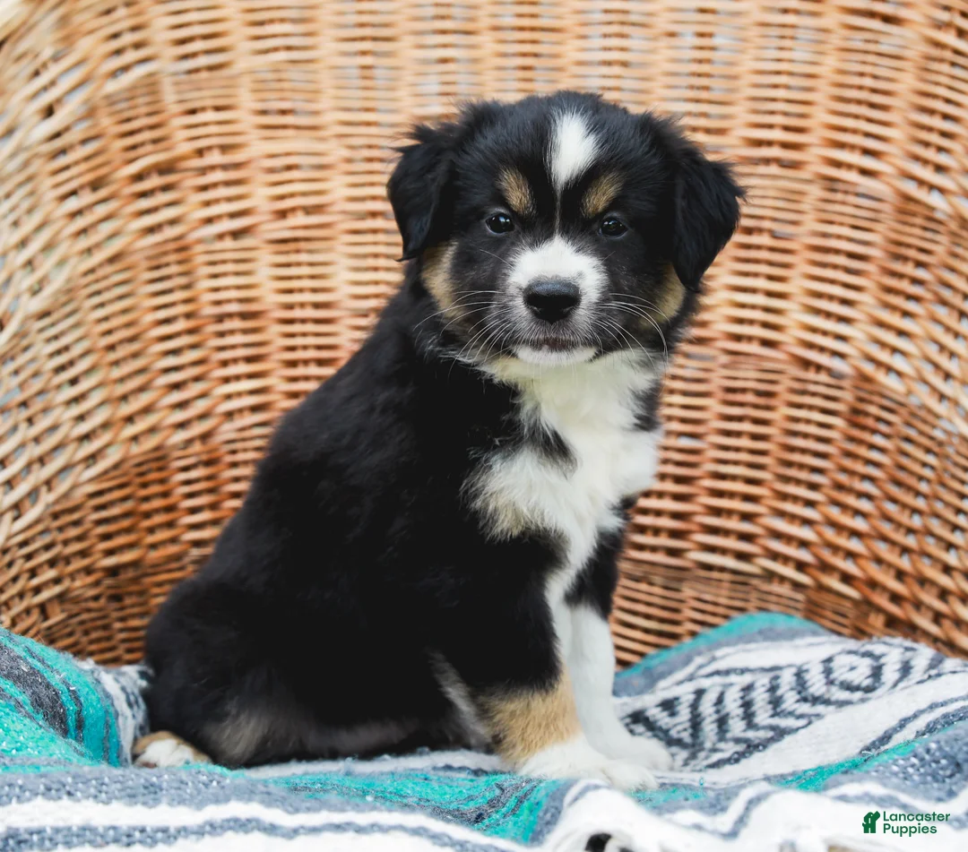 Miniature Australian Shepherd dogs for sale: Winnie - Ad 2