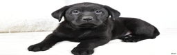 Labrador Retriever dogs for sale: Maverick - Ad 5