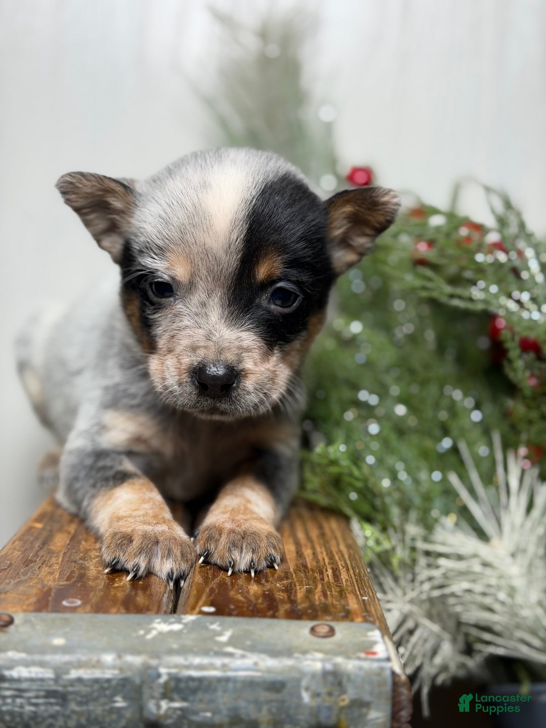 Australian Cattle Dog dogs for sale: Australian Cattle Dog Puppy 3 - Ad 5