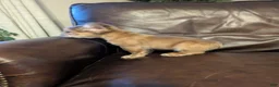 French Bulldog dogs for sale: Groot - Ad 3