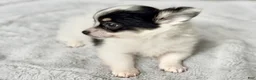 Chihuahua dogs for sale: Chihuahua Puppy 1 - Ad 4