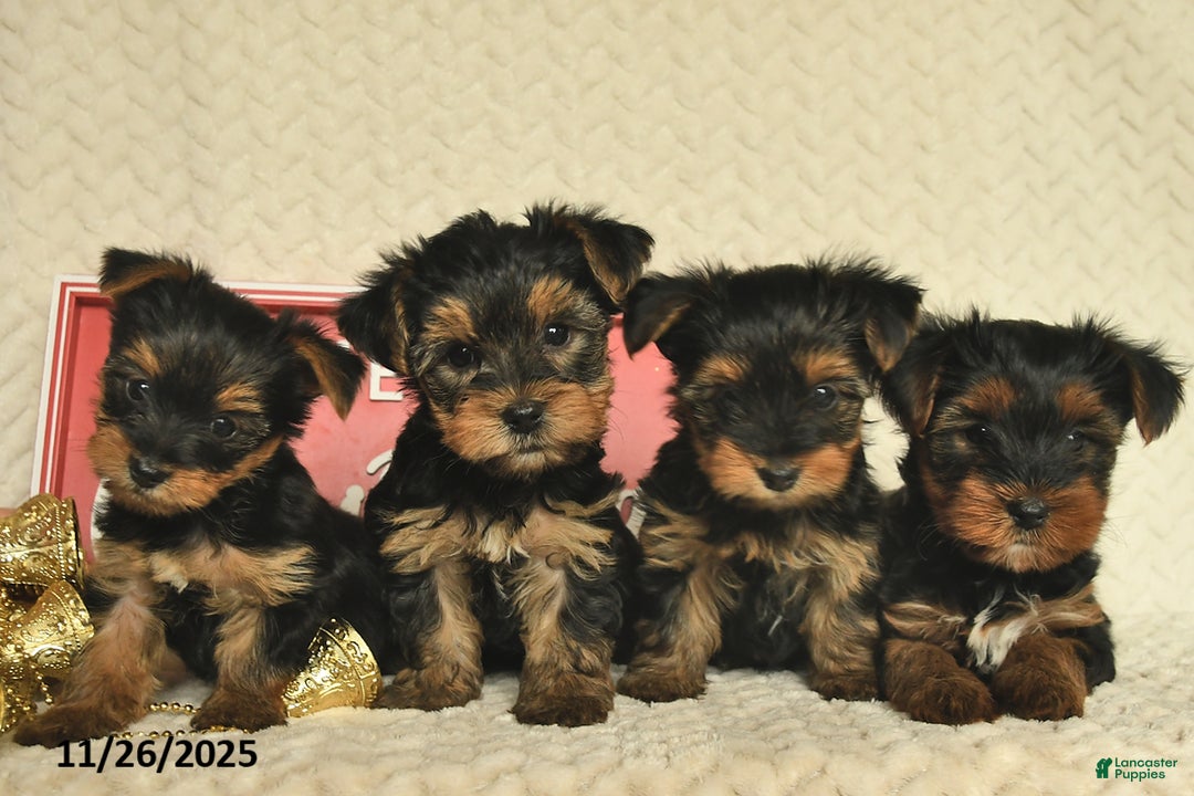 Yorkiepoo dogs for sale: Davon  - Ad 10