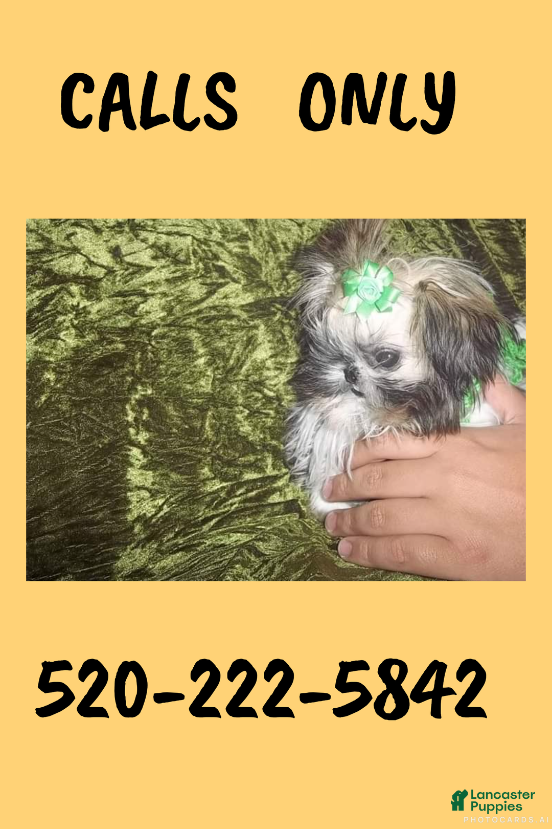 Shih Tzu dogs for sale: Serafina AKC Imperial Shih Tzu - Ad 8