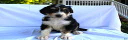 Bernedoodle dogs for sale: Smiley - Ad 12