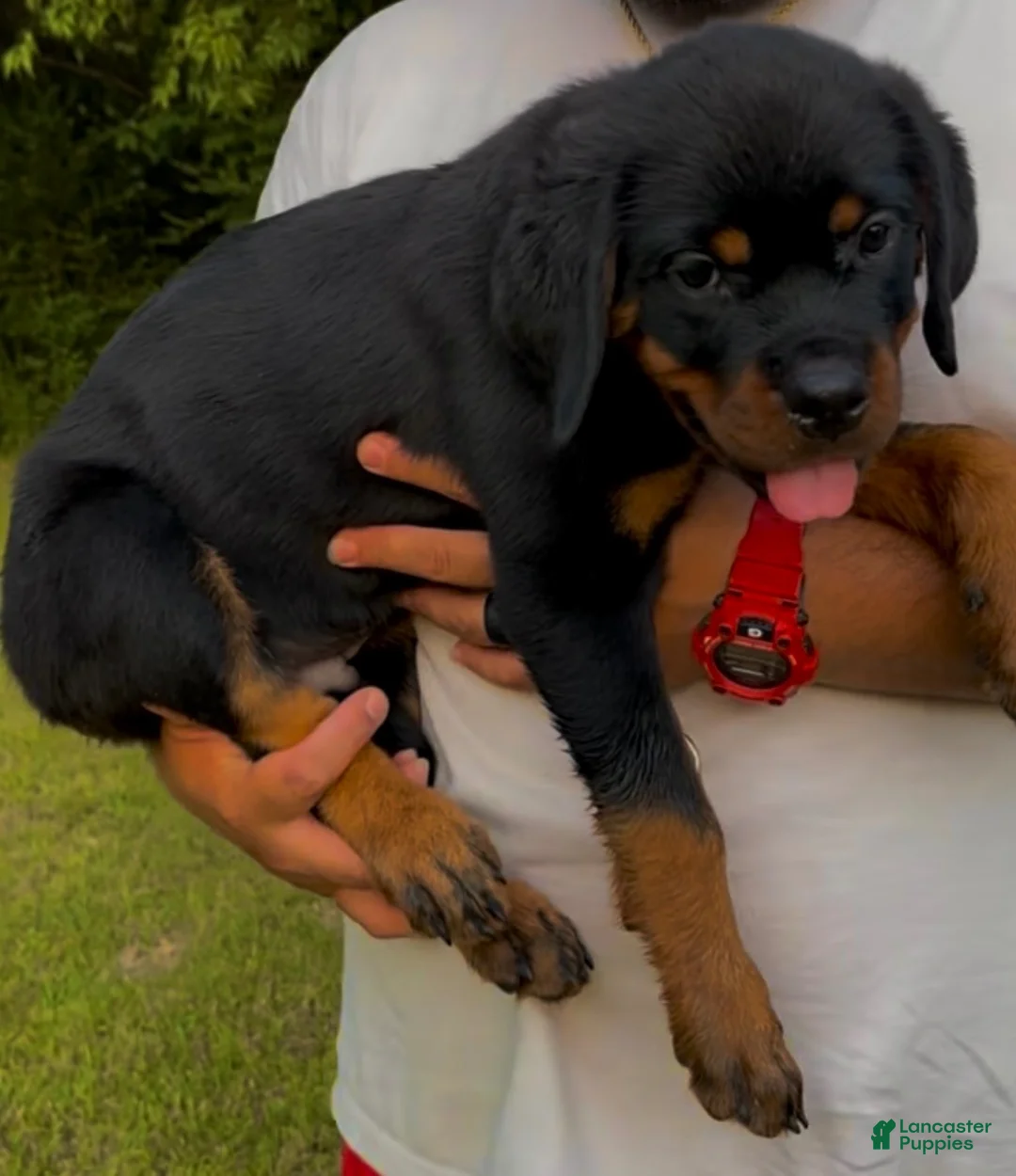 Rottweiler dogs for sale: Green Collar Male - Ad 1