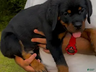 Rottweiler dogs Green Collar Male - Ad 4