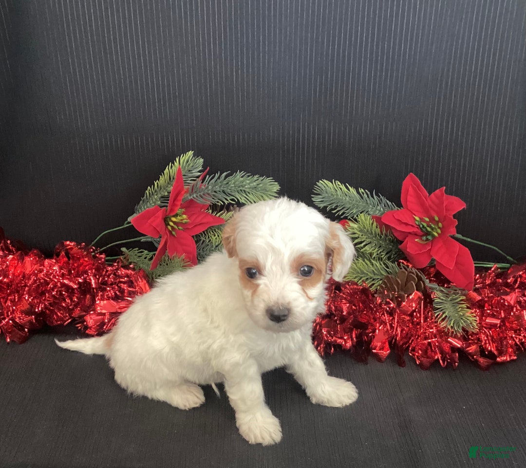 Mini Goldendoodle dogs for sale: Woody - Ad 6