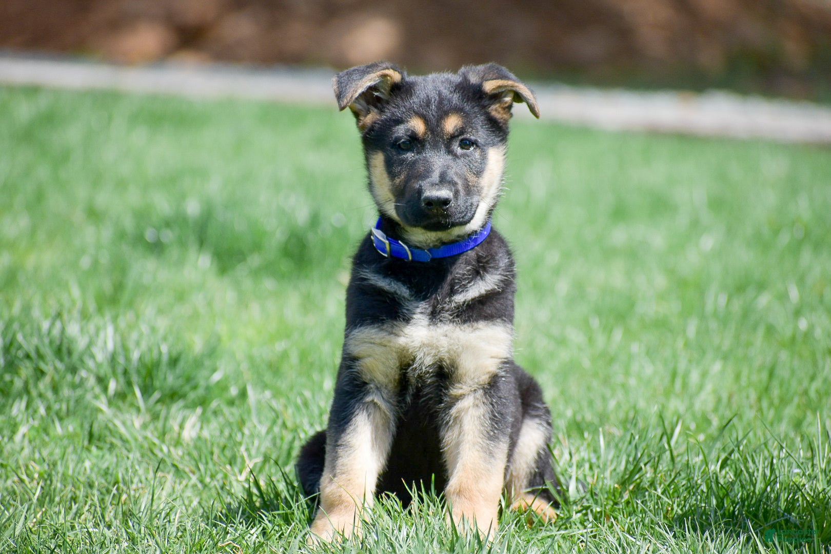 German Shepherd dogs Ekisha - Ad 1