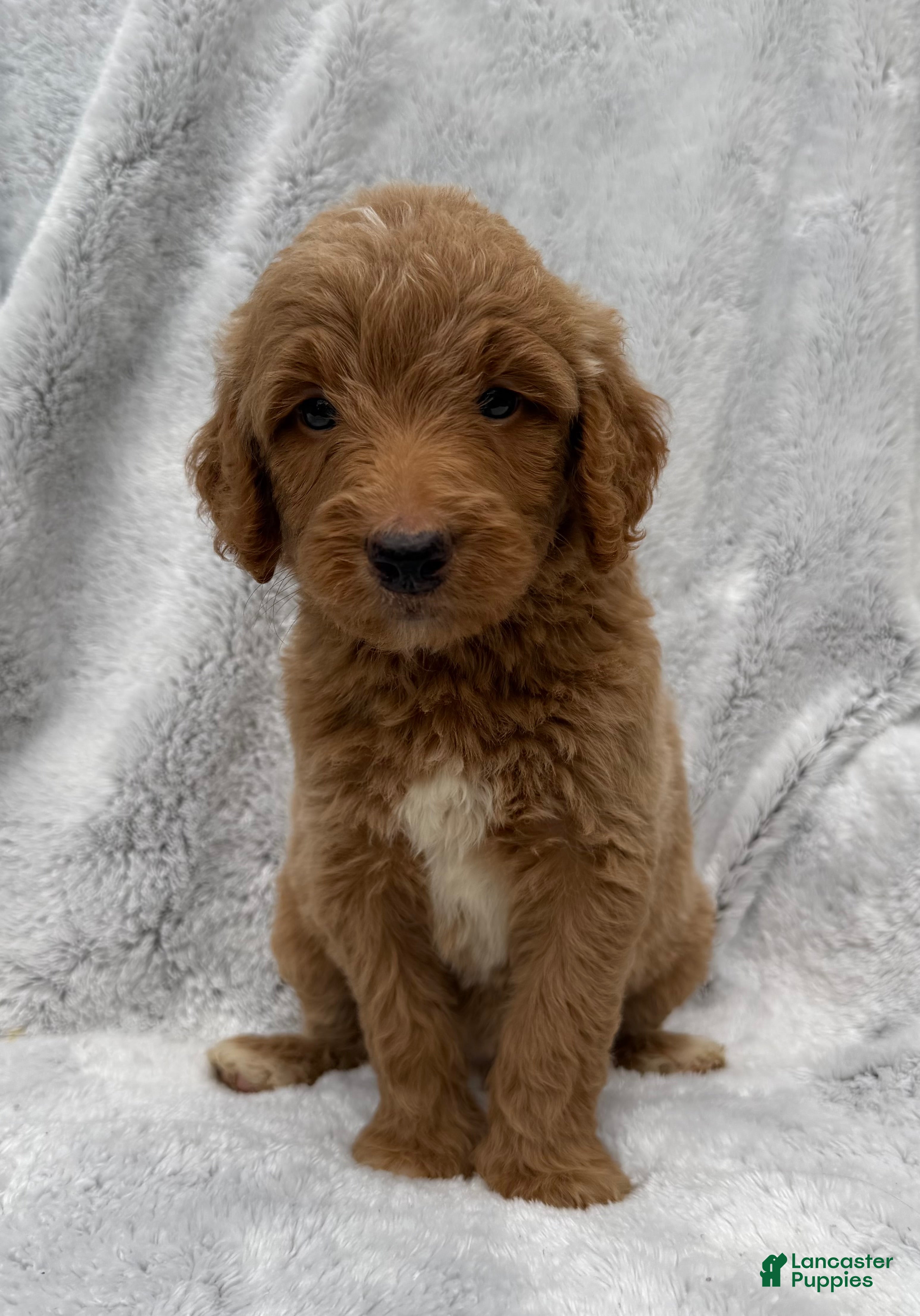 Goldendoodle dogs Alex - Ad 1