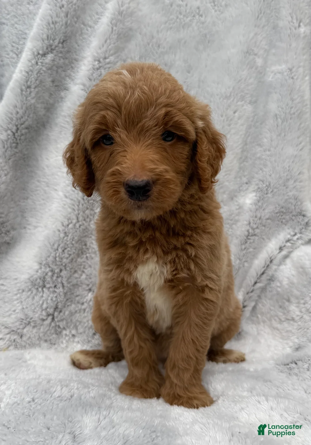 Goldendoodle dogs for sale: Alex - Ad 1