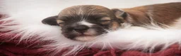 Havanese dogs for sale: Scout Havanese  - Ad 3